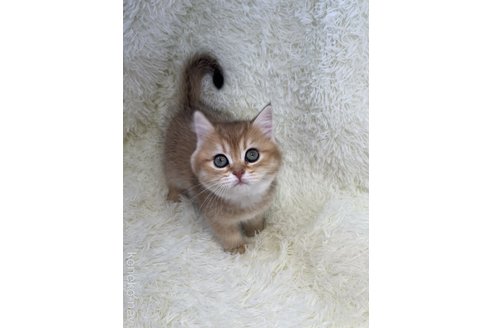 販売中の群馬県のブリティッシュショートヘア-117579の1枚目