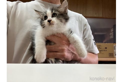 販売中の神奈川県のサイベリアン-118582の14枚目