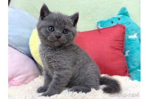 販売中の大阪府のブリティッシュショートヘア-117273の3枚目