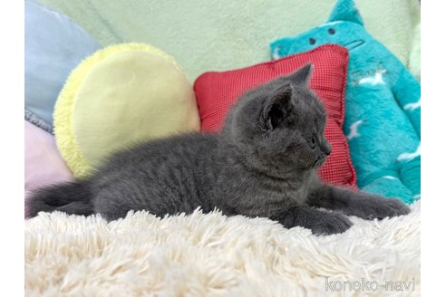 販売中の大阪府のブリティッシュショートヘア-117273の4枚目