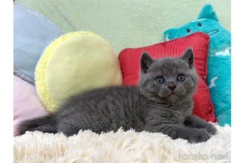 販売中の大阪府のブリティッシュショートヘア-117273の5枚目