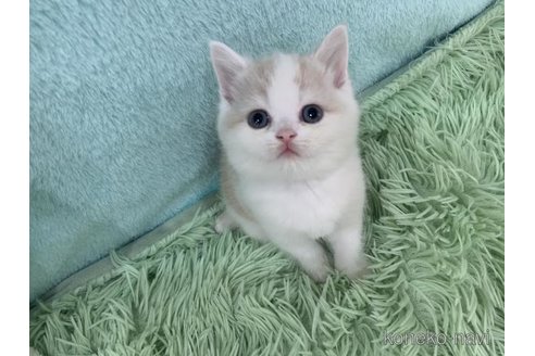販売中の大阪府のマンチカン-118597の4枚目