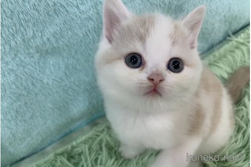 販売中の大阪府のマンチカン-118597の6枚目