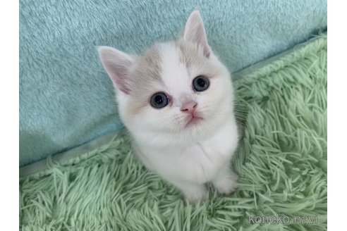 販売中の大阪府のマンチカン-118597の3枚目