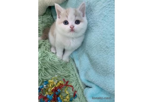 販売中の大阪府のマンチカン-118597の2枚目