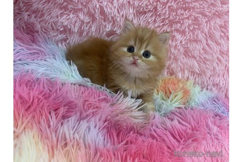 販売中の大阪府のマンチカン-118598の3枚目