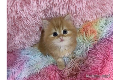 販売中の大阪府のマンチカン-118598の5枚目