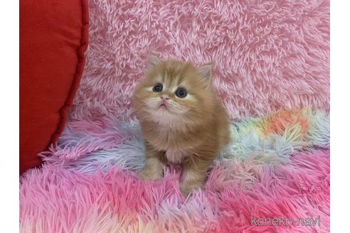 販売中の大阪府のマンチカン-118598の2枚目