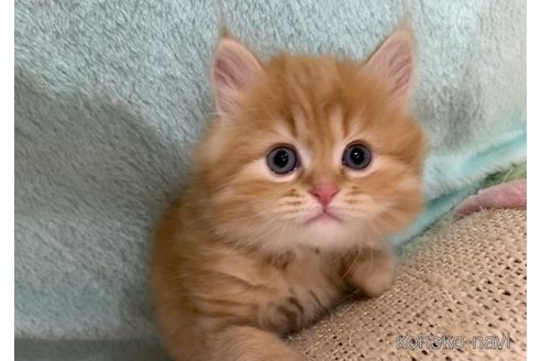 販売中の大阪府のマンチカン-118599の3枚目
