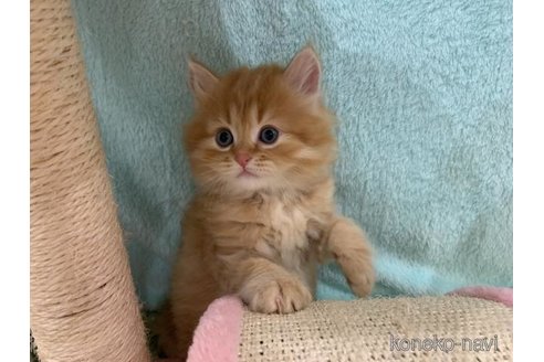 販売中の大阪府のマンチカン-118599の4枚目