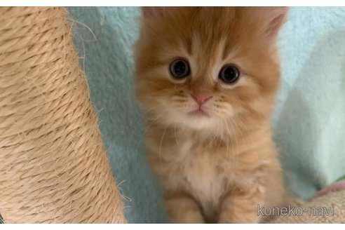 販売中の大阪府のマンチカン-118599の2枚目