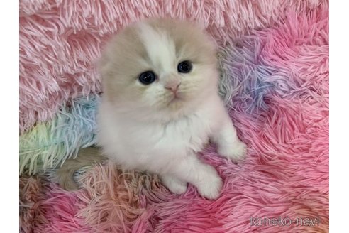 販売中の大阪府のスコティッシュフォールド(折れ耳)-118600の2枚目
