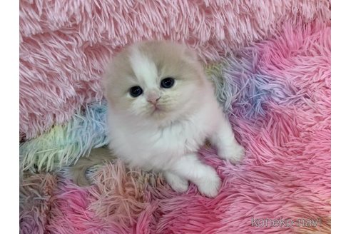 販売中の大阪府のスコティッシュフォールド(折れ耳)-118600の4枚目