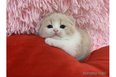 販売中の大阪府のスコティッシュフォールド(折れ耳)-118601の2枚目