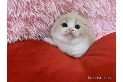 販売中の大阪府のスコティッシュフォールド(折れ耳)-118601の3枚目