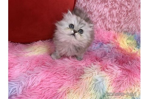 販売中の大阪府のペルシャ(チンチラ)-118602の3枚目