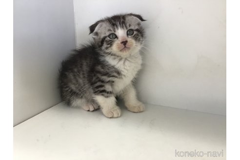 販売中の山形県のスコティッシュフォールド(折れ耳)-118603の7枚目