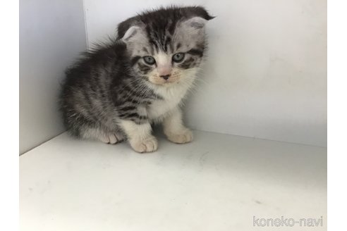 販売中の山形県のスコティッシュフォールド(折れ耳)-118603の10枚目