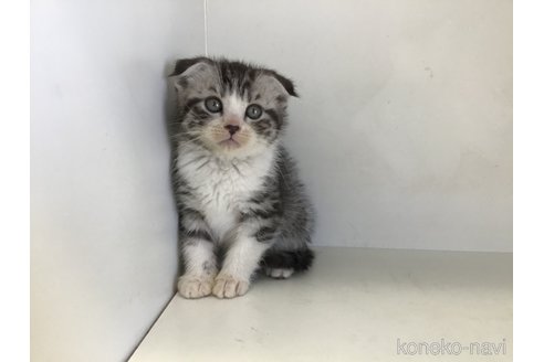 販売中の山形県のスコティッシュフォールド(折れ耳)-118603の8枚目