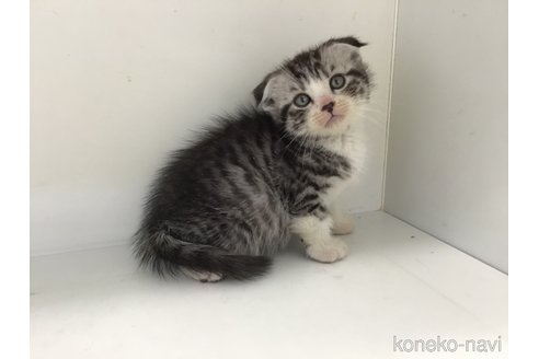 販売中の山形県のスコティッシュフォールド(折れ耳)-118603の13枚目