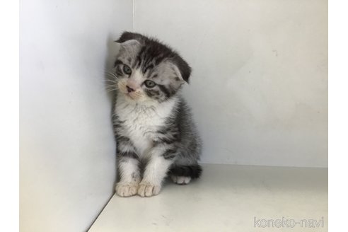 販売中の山形県のスコティッシュフォールド(折れ耳)-118603の12枚目
