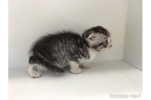 販売中の山形県のスコティッシュフォールド(折れ耳)-118603の9枚目