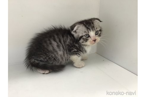 販売中の山形県のスコティッシュフォールド(折れ耳)-118603の3枚目