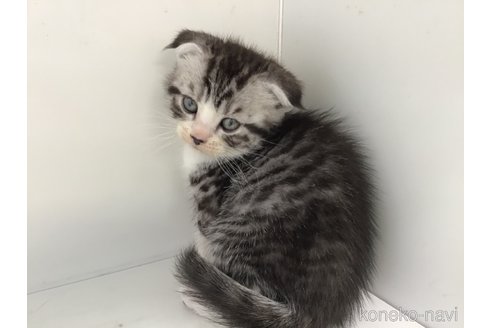 販売中の山形県のスコティッシュフォールド(折れ耳)-118603の5枚目