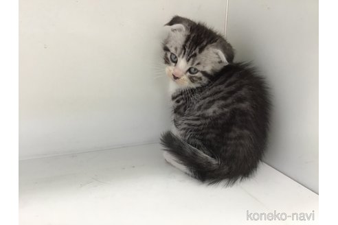 販売中の山形県のスコティッシュフォールド(折れ耳)-118603の4枚目