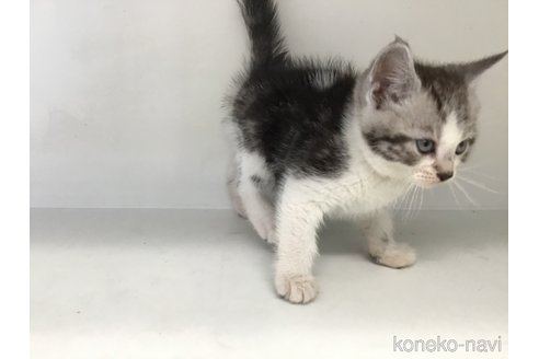 販売中の山形県のスコティッシュフォールド-118604の11枚目