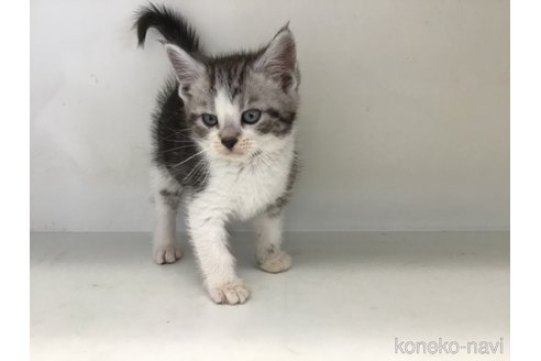 販売中の山形県のスコティッシュフォールド-118604の5枚目