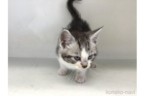 販売中の山形県のスコティッシュフォールド-118604の8枚目