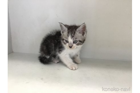 販売中の山形県のスコティッシュフォールド-118604の10枚目