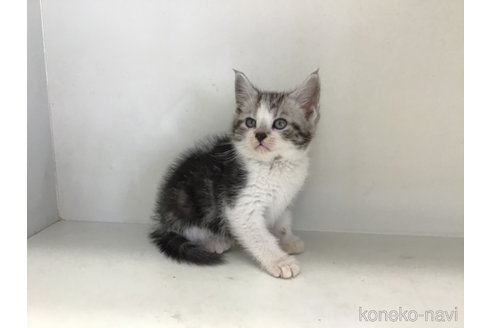 販売中の山形県のスコティッシュフォールド-118604の3枚目