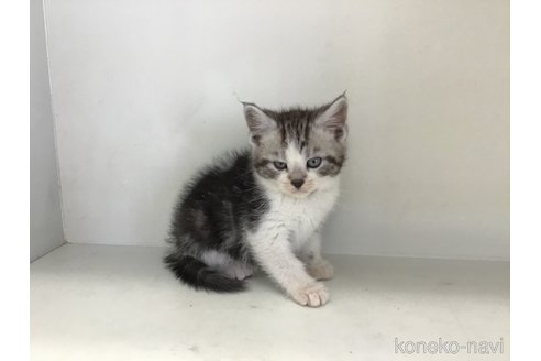 販売中の山形県のスコティッシュフォールド-118604の4枚目