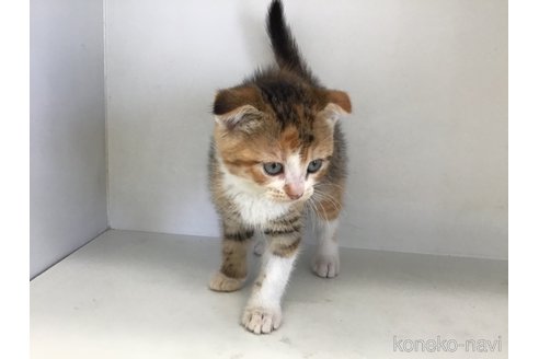 販売中の山形県のスコティッシュフォールド(折れ耳)-118605の2枚目