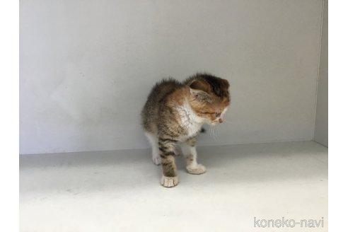 販売中の山形県のスコティッシュフォールド(折れ耳)-118605の3枚目