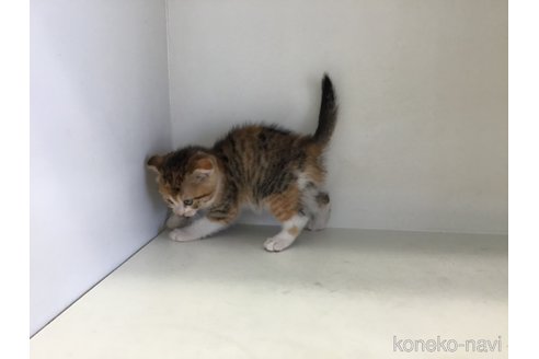 販売中の山形県のスコティッシュフォールド(折れ耳)-118605の4枚目