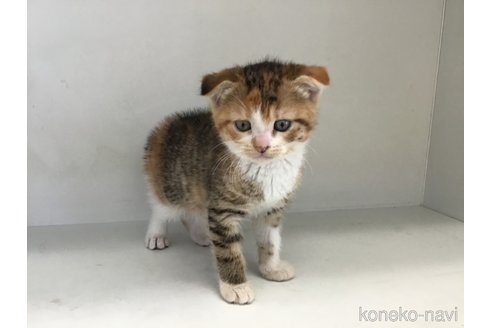 販売中の山形県のスコティッシュフォールド(折れ耳)-118605の5枚目