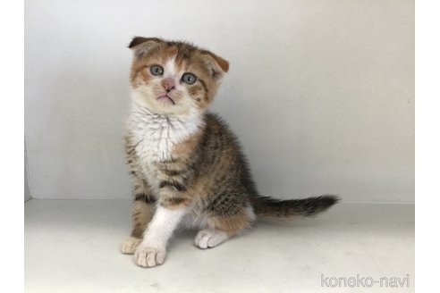 販売中の山形県のスコティッシュフォールド(折れ耳)-118605の6枚目