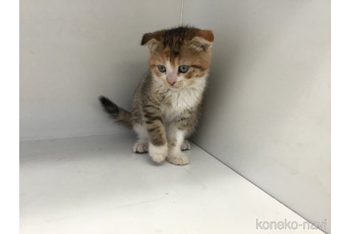 販売中の山形県のスコティッシュフォールド(折れ耳)-118605の7枚目