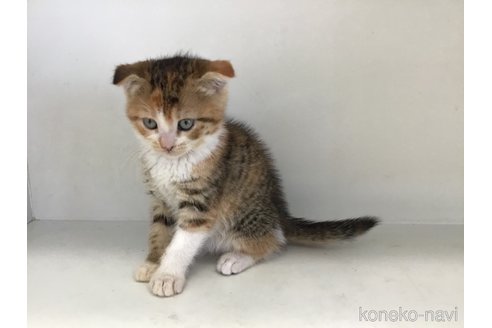 販売中の山形県のスコティッシュフォールド(折れ耳)-118605の8枚目