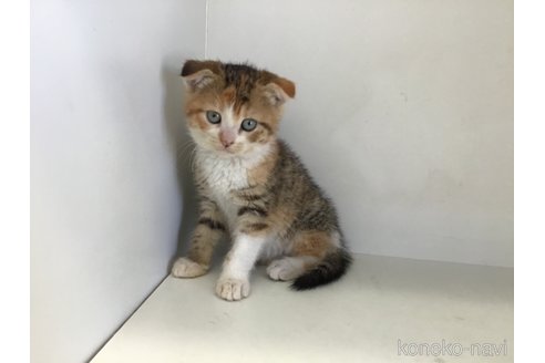販売中の山形県のスコティッシュフォールド(折れ耳)-118605の9枚目