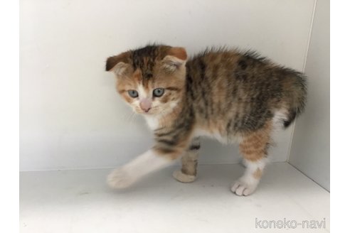 販売中の山形県のスコティッシュフォールド(折れ耳)-118605の10枚目
