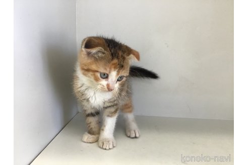 販売中の山形県のスコティッシュフォールド(折れ耳)-118605の11枚目