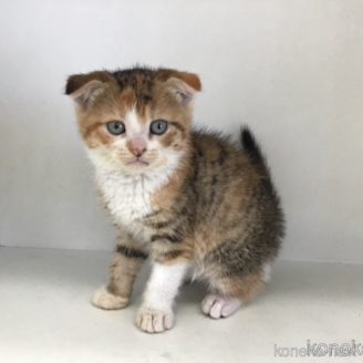 販売中の山形県のスコティッシュフォールド(折れ耳)-118605