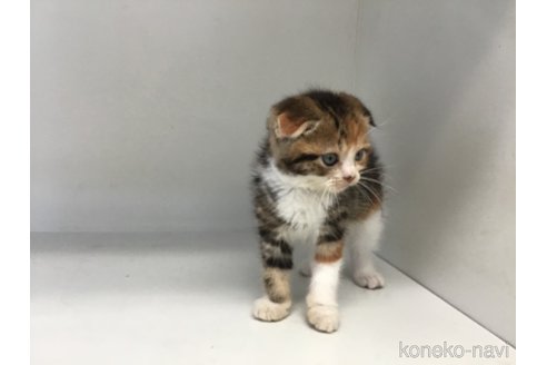 販売中の山形県のスコティッシュフォールド(折れ耳)-118606の12枚目