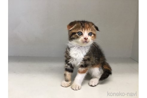 販売中の山形県のスコティッシュフォールド(折れ耳)-118606の2枚目