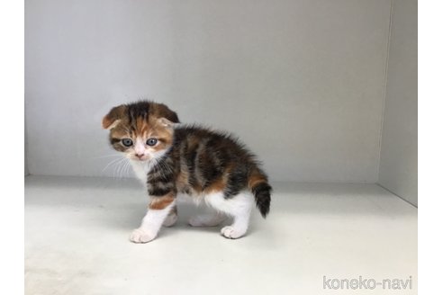 販売中の山形県のスコティッシュフォールド(折れ耳)-118606の3枚目