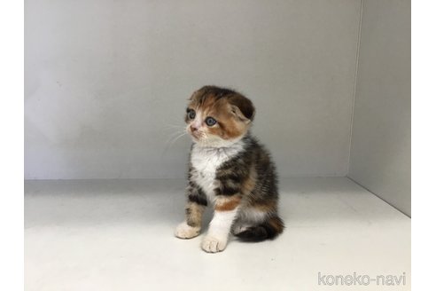 販売中の山形県のスコティッシュフォールド(折れ耳)-118606の4枚目